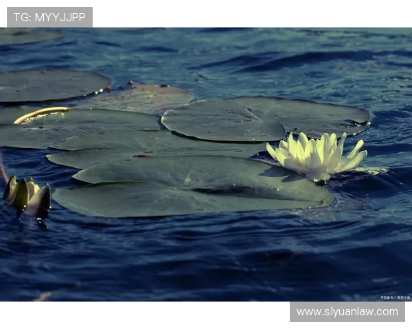 水户蜀葵与心灵的交汇探讨生命的意义与自然的和谐